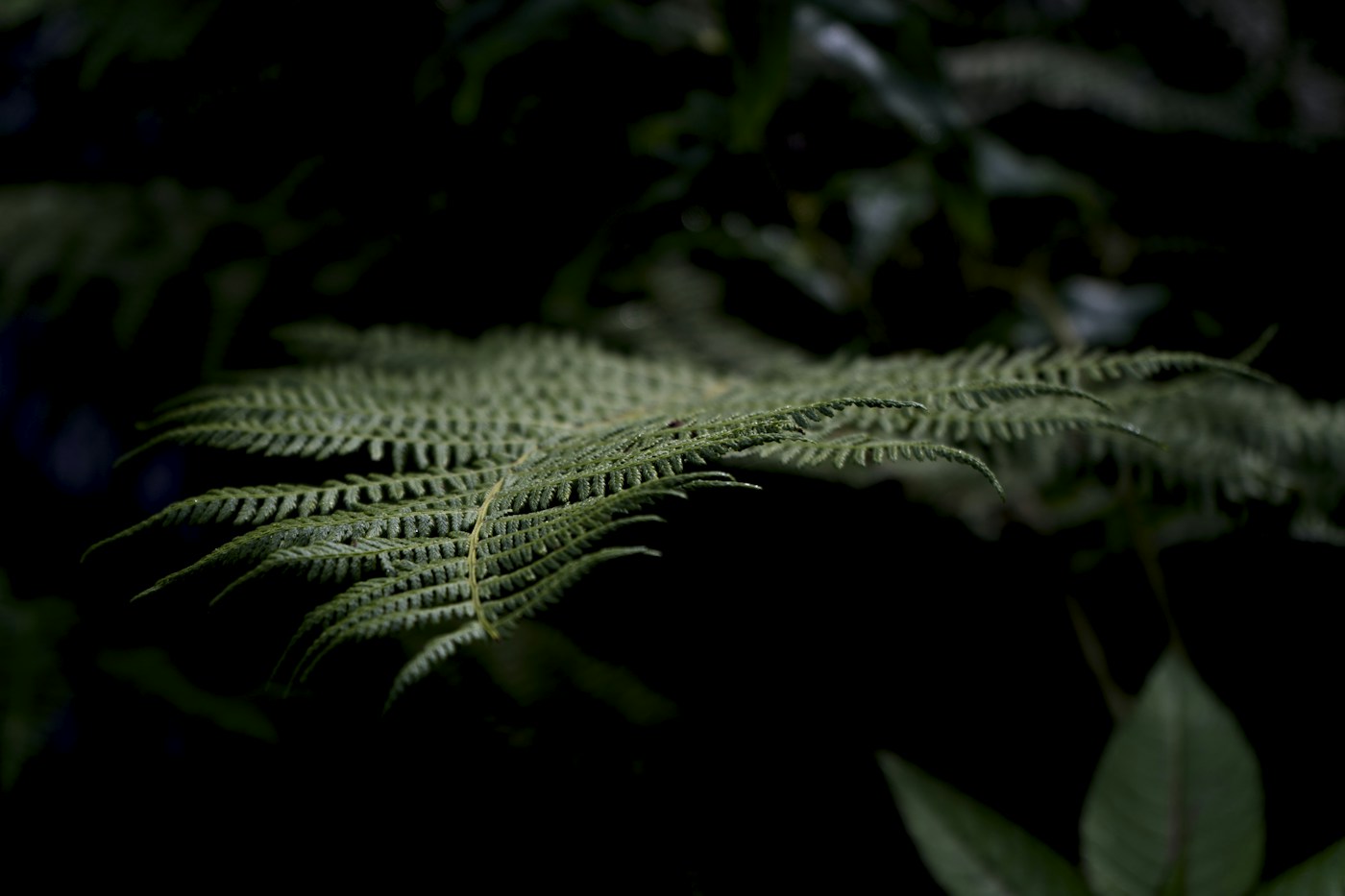 The natural detail of green fern leaves